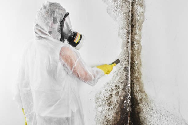 Biohazard Mold Removal in Cleburne, TX